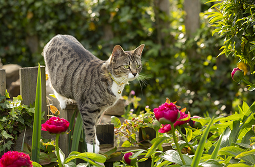 Lily poisoning: Protecting your pets from a hidden danger