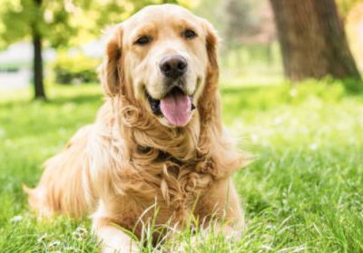 Blacks Vets in Dudley urge pet owners to protect your pet at temperatures rise