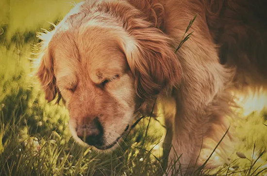 rweverse dog sneezing content