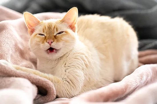 sneezing cats content