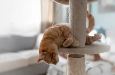 How Much Stimulation Does Your Cat Need?  