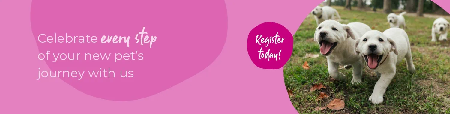 Start of Life for Your Puppy or Kitten