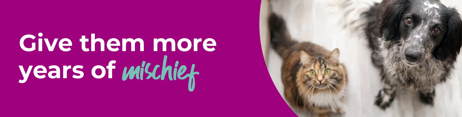 Senior Pets advice from Blacks Vets