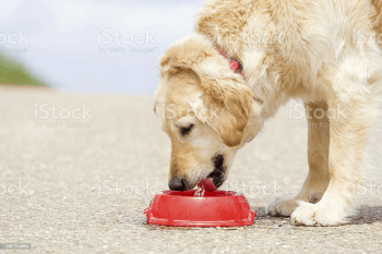 dog drinking water firework preperation for your pet