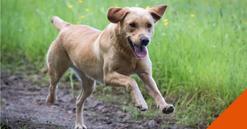How to help your itchy dog in Dudley
