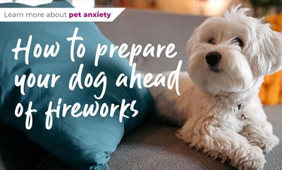 How to prepare your dog ahead of fireworks
