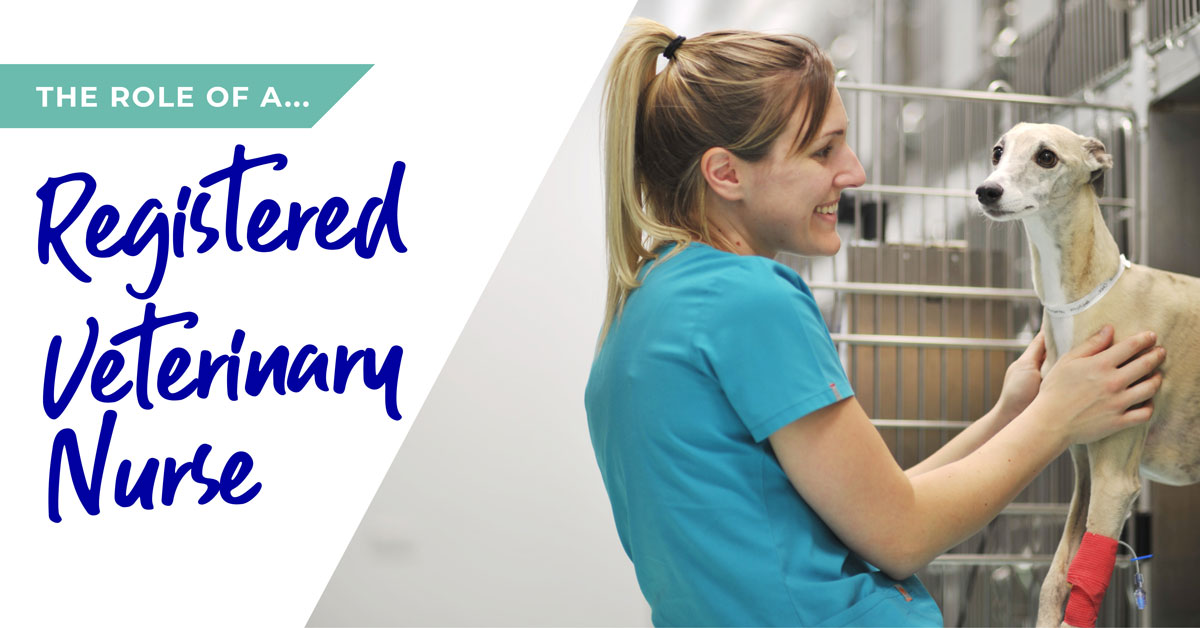 The role of a Registered Veterinary Nurse in Dudley