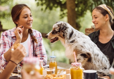 Poisonous food for dogs: The dangers of Xylitol in everyday food