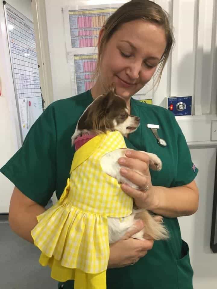 Cheryl Plimmer - Veterinary Nurse
