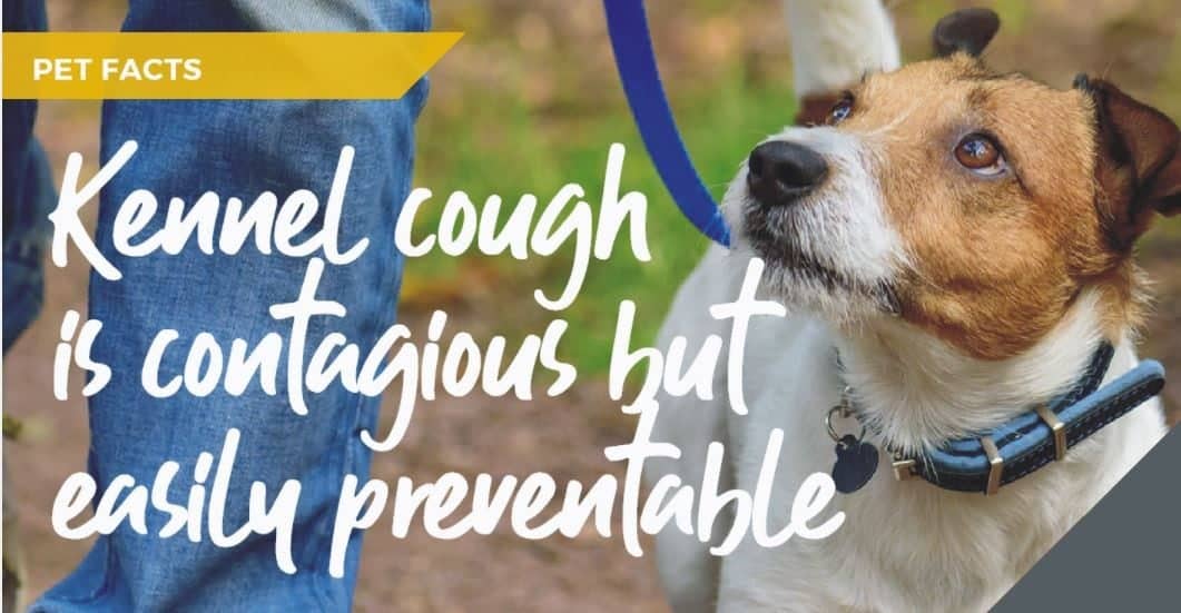 Blacks Vets in Dudley explain kennel cough myths and facts