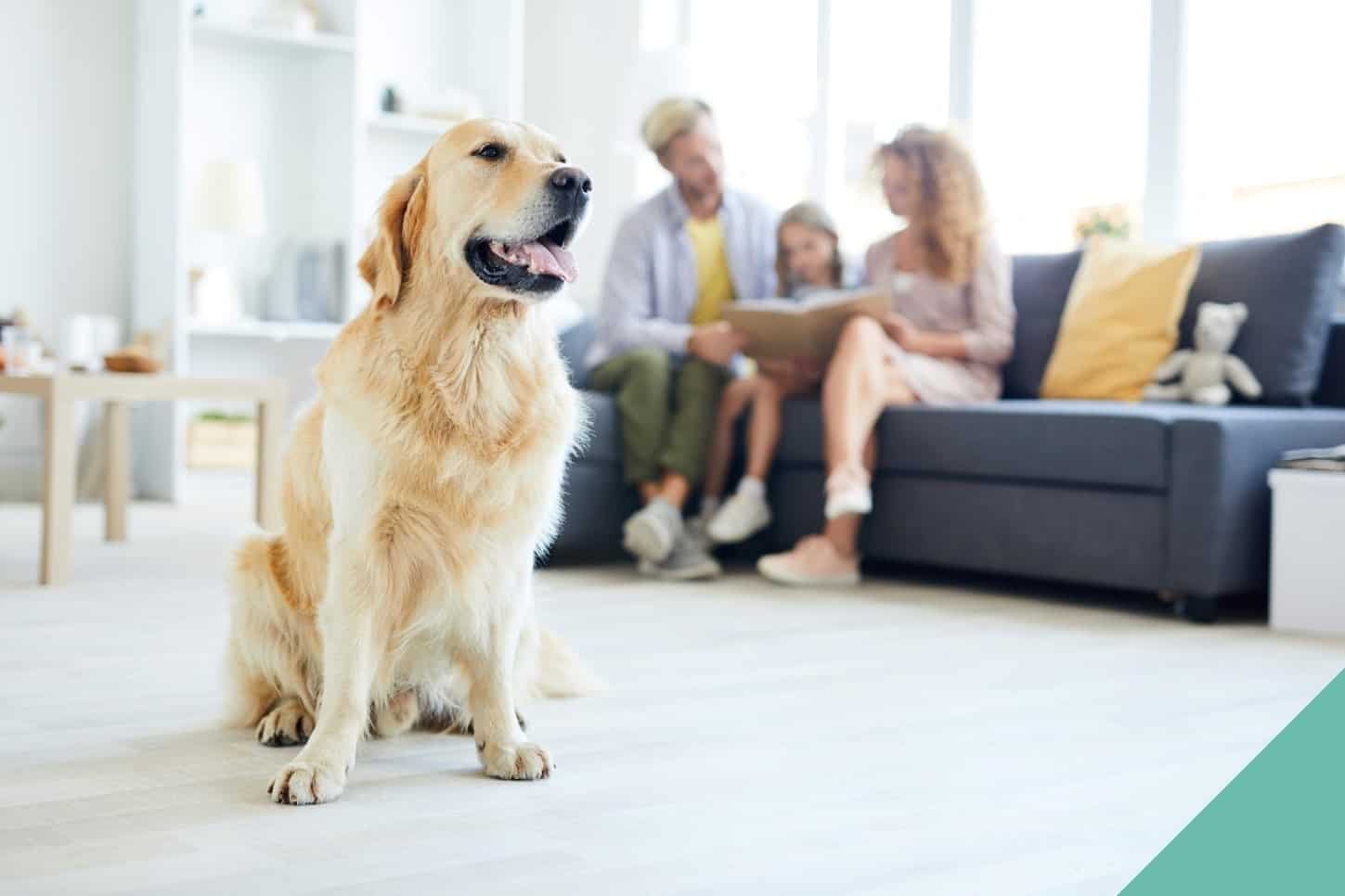 Preparing your pet for home life changes in Dudley