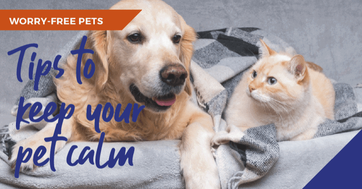 Tips to keep your pet calm