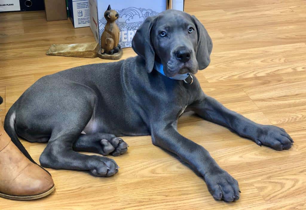 The Puppy Diaries – Our Lifestyle Magazine May/Jun 2019