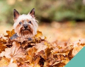 Keeping your pet safe this autumn