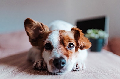 Exploring the typical causes of ear issues in dogs
