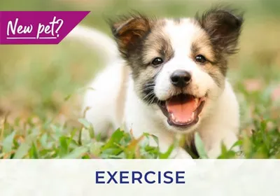 Oldbury vets give advice on exercising your puppy and kitten